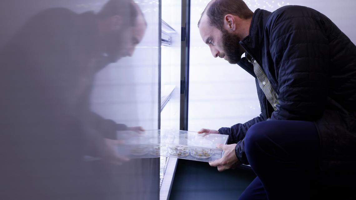 Matt DiLeo, vice president of product development at Elo Life Systems, holds a tray containing samples of plant cells in the company’s plant tissue culture room in Durham, N.C.