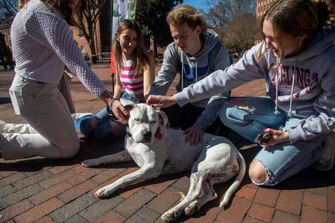 Students from left, Lizzie Kosmerl, Lexi Istishin, Ethan Johnston and Lauren Sims pet a therapy dog named ‘Delilah’ at N.C. State’s main campus Tuesday, Feb. 14, 2022.