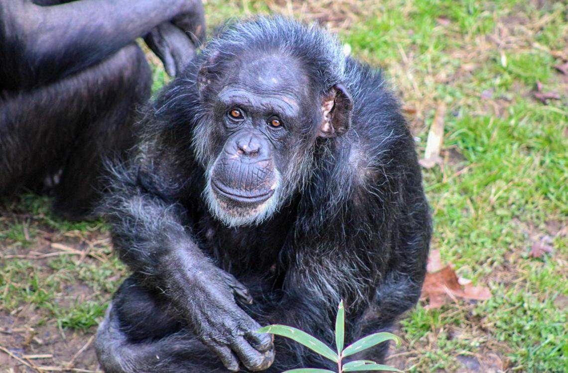 Tammy the chimpanzee has died at the NC Zoo