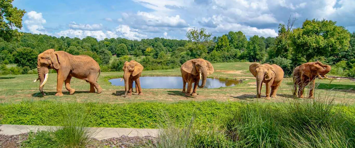 African elephants in the Watani Grasslands exhibit are a popular attraction at the N.C. Zoo outside Asheboro. It can take a day to cover both Africa and North America at the park, less than two hours’ drive from the Triangle.