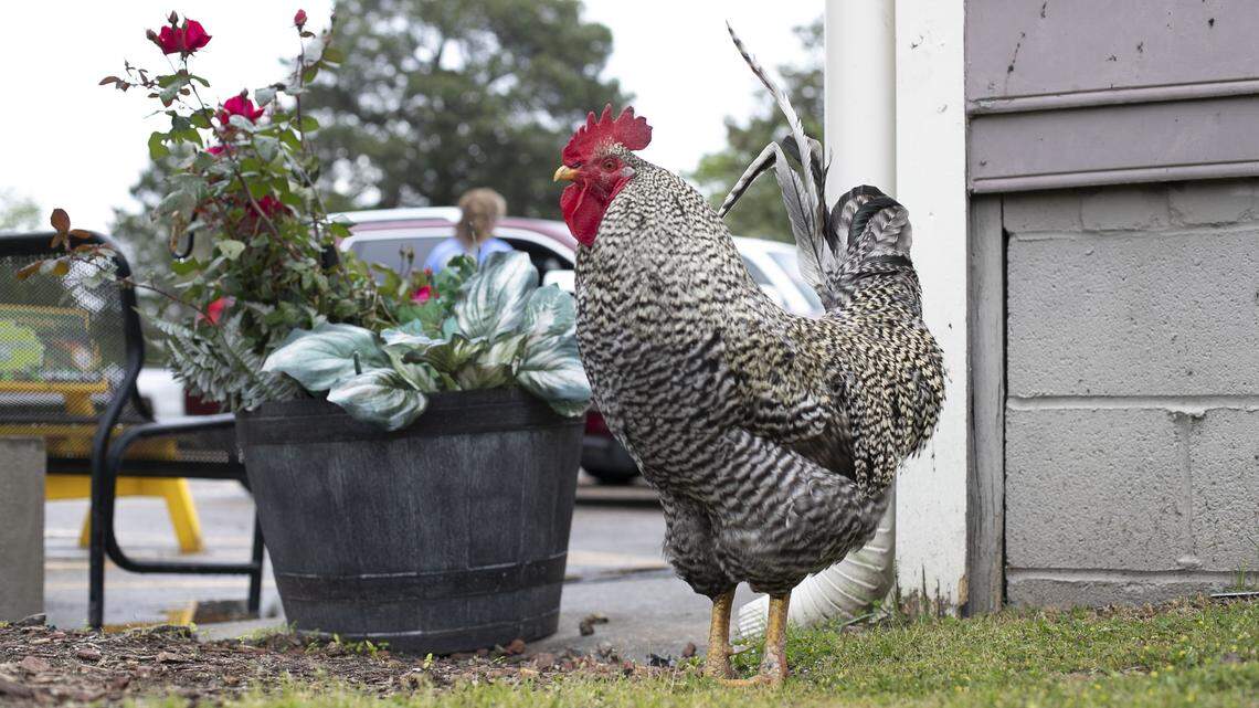 A rooster named O’Dell has become a mascot and a customer favorite for visitors to Angie’s Restaurant in Garner, N.C. He even has his own water bowl, and has his pick of treats from customers.