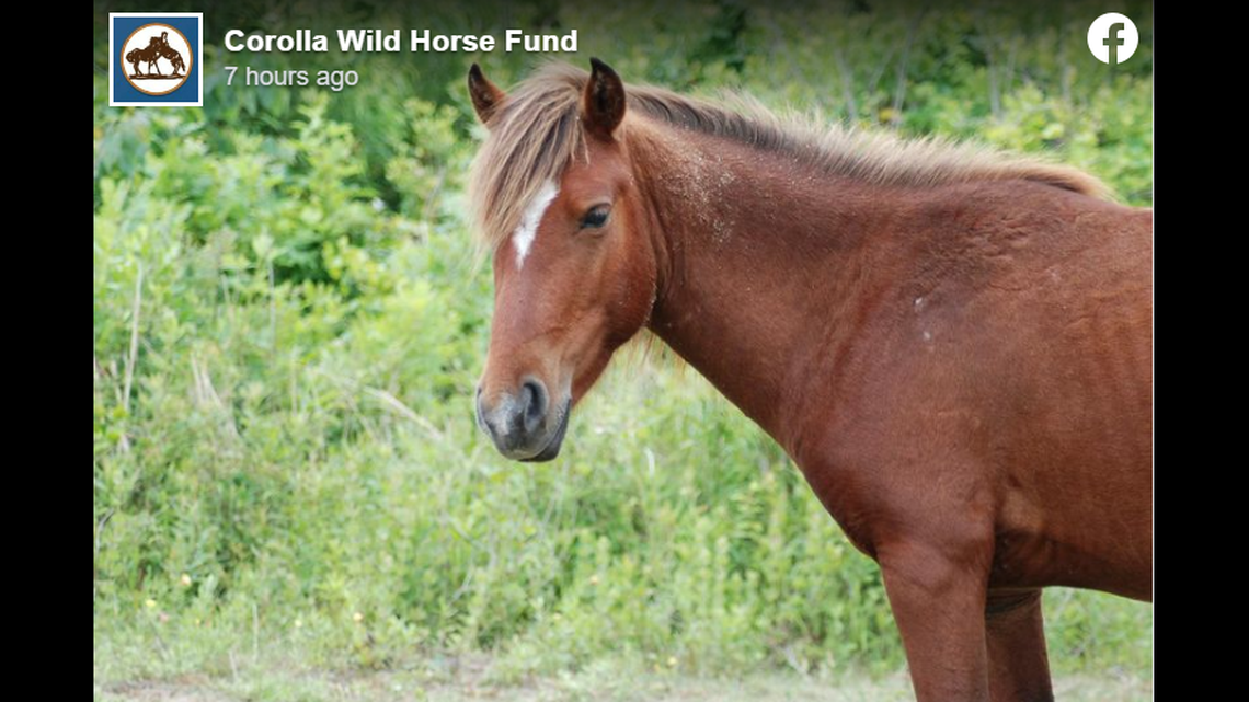 A 9-year-old wild stallion roaming North Carolina’s Outer Banks had to be euthanized after suffering critical injuries in a suspected hit-and-run car crash, according to the Corolla Wild Horse Fund.