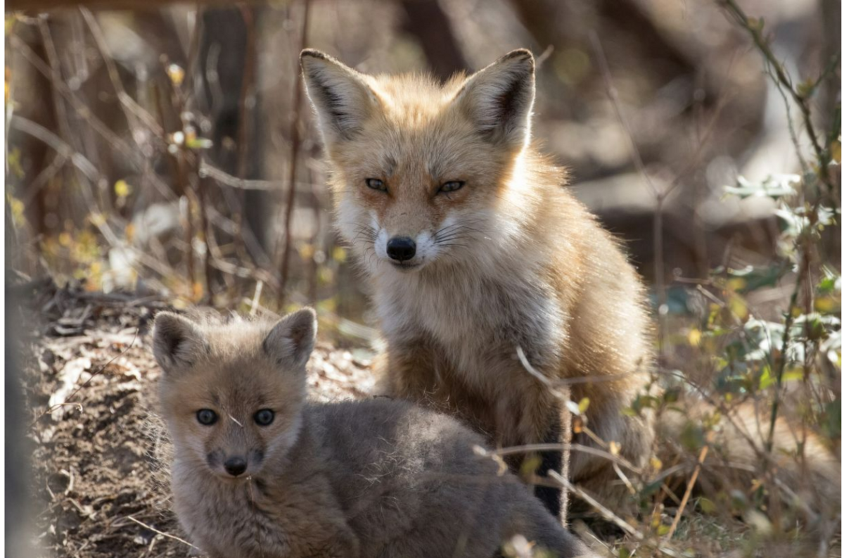 Red fox kits at Bombay Hook National Wildlife Refuge.