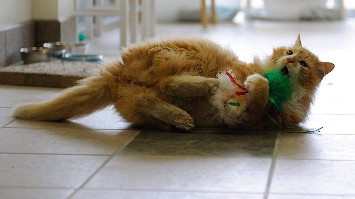 Toby in his new home.