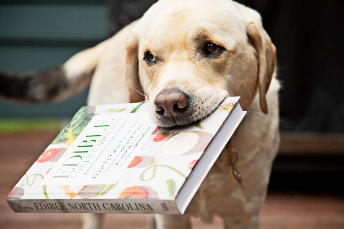 Albe, a true retriever at heart, carries a copy of Marcie Cohen Ferris ‘ “Edible North Carolina : A Journey Across a State of Flavor” at their Chapel Hill home on Thursday, May 12, 2022. Cohen Ferris is the editor of the recently published book.