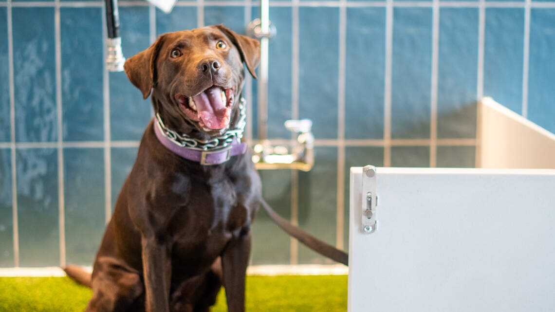 Animal travelers now have their own restrooms at RDU airport