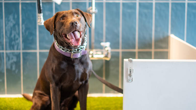 Animal travelers now have their own restrooms at RDU airport
