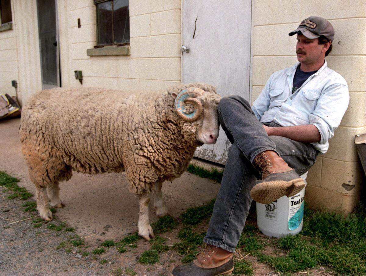 Rameses, the UNC mascot, scratches his head on the knee of Rob Hogan at the Hogan farm’s dairy barn in 1995.