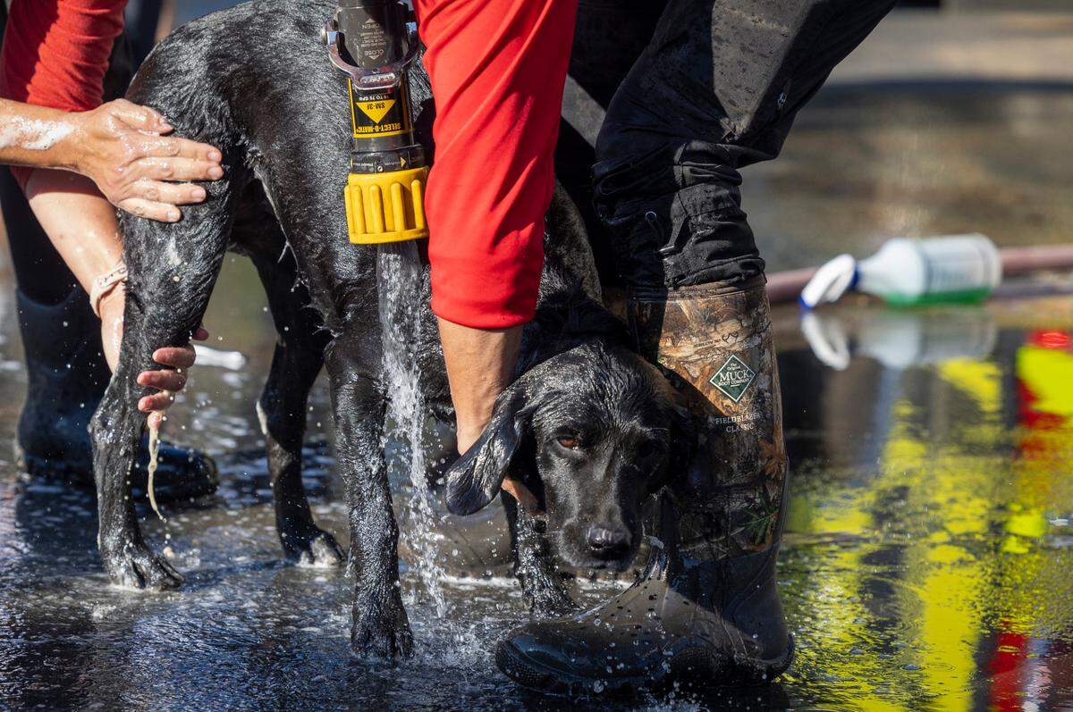 Diana Bunch gives her search and rescue dog Raven a bath with water from a Swannanoa Fire Department tanker on Tuesday, October 8, 2024 in Swannnaoa, N.C.