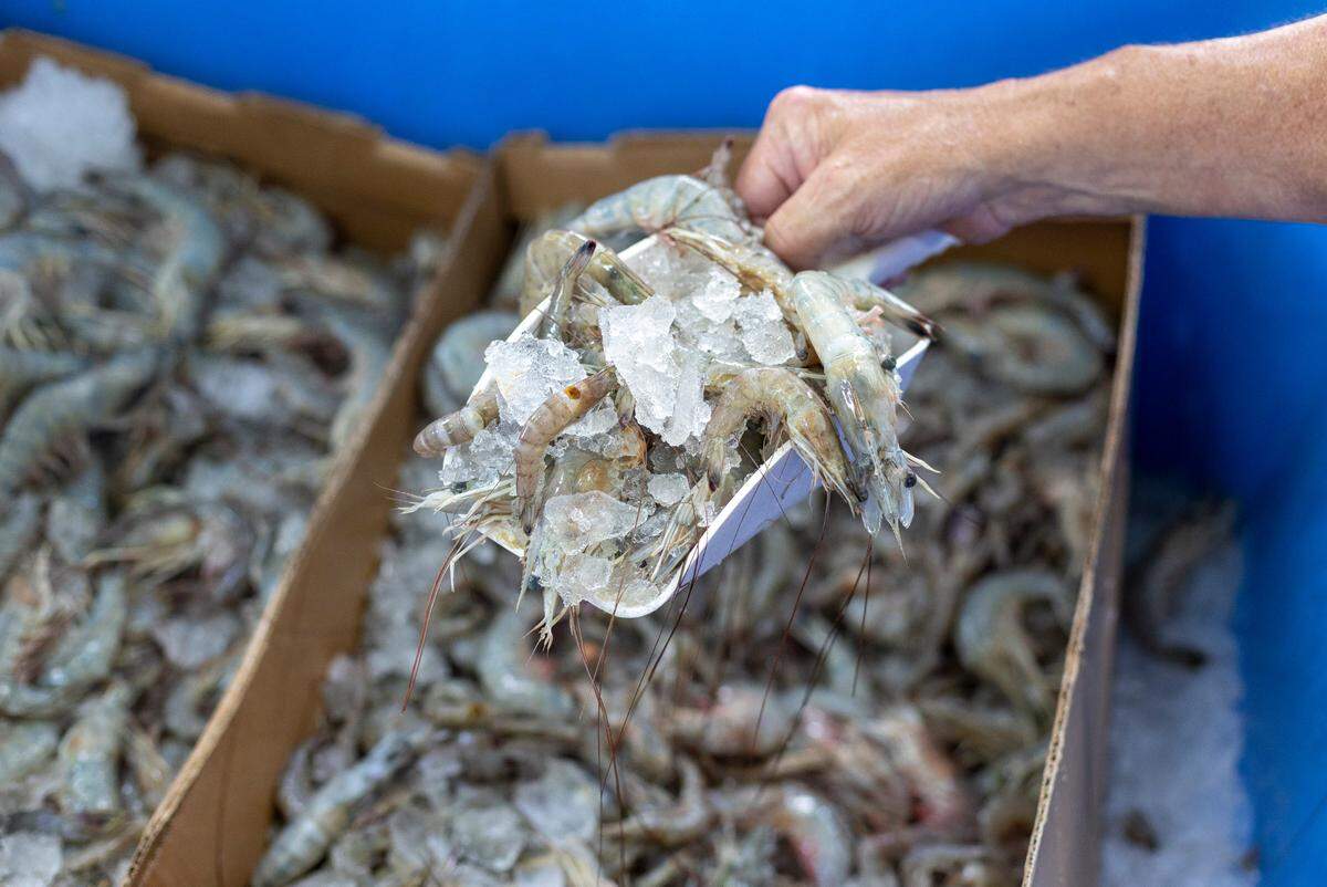 North Carolina commercial shrimpers use trawl nets to catch shrimp.