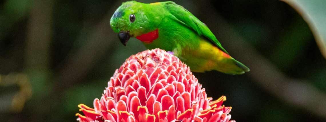 A blue-crowned hanging parrot from Asia rests in the R.J. Reynolds Forest Aviary when it was open at the N..C. Zoo.