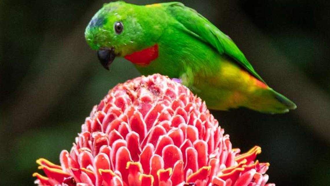 Could NC Zoo’s beloved aviary make a comeback? There’s money in the proposed budget.