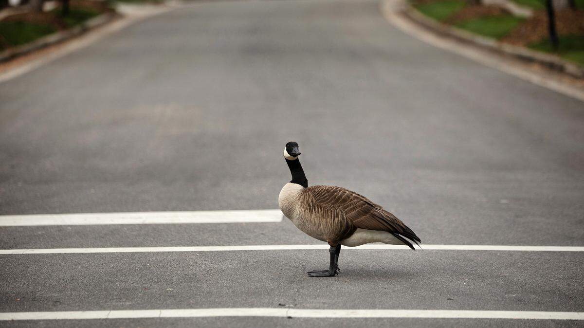 A Canada goose stands in a crosswalk as it protects a nearby nest in a Morrisville neighborhood, Thursday morning, April 6, 2023.