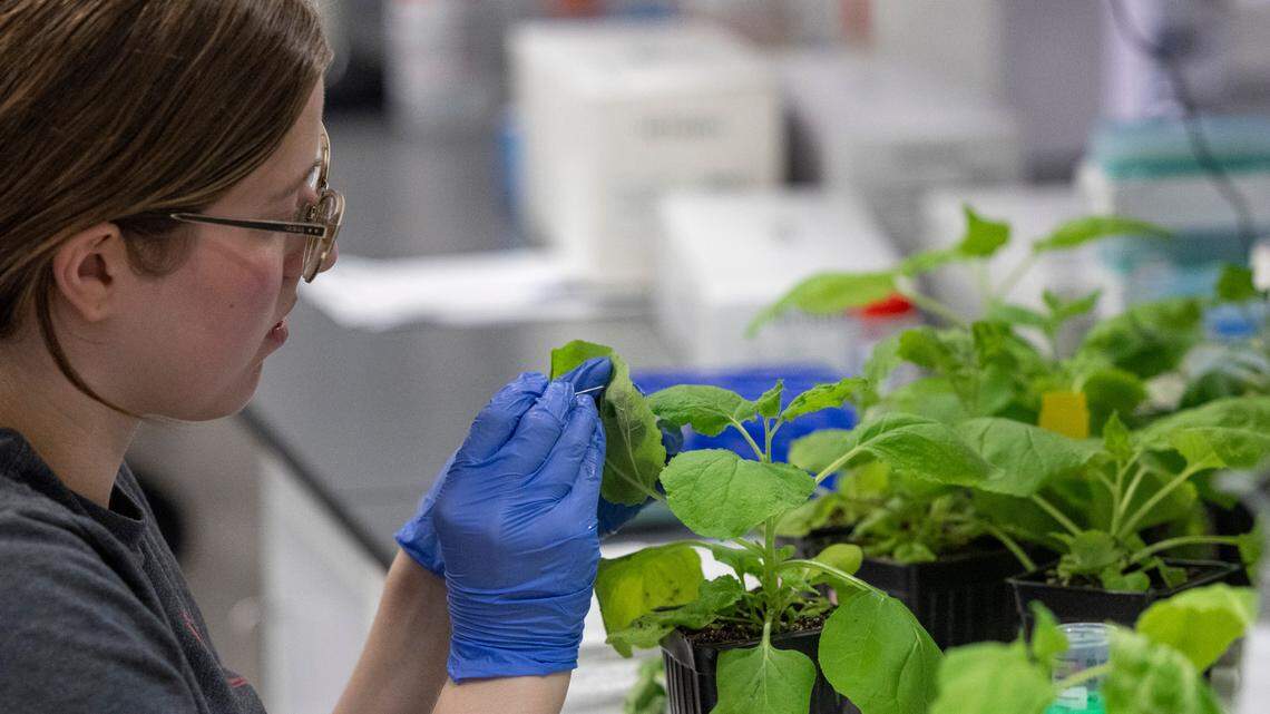 Alyssa Stoner inoculates a tobacco plant at Pairwise in Research Triangle Park.