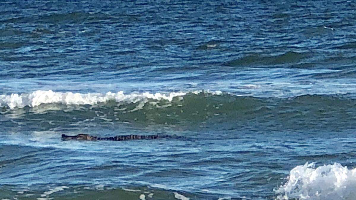An alligator is photographed swimming about 20 feet offshore at Oak Island, NC, on August 31, 2018.