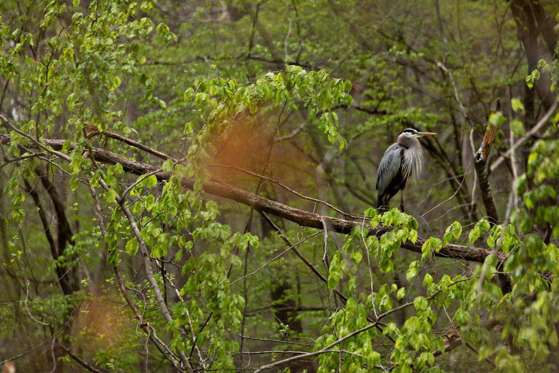 A Great Blue Heron hunkers down in the rain over Swift Creek off of the Swift Creek Bluffs trail in Cary on Friday, April 8, 2022. The 23-acre preserve managed by Triangle Land Conversancy follows the swampy bed of Swift Creek.