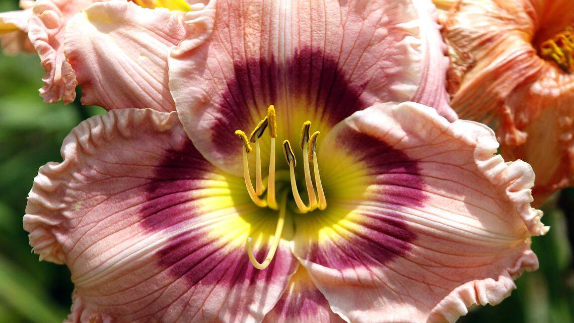 Help us share the stories of North Carolina residents lost to the coronavirus