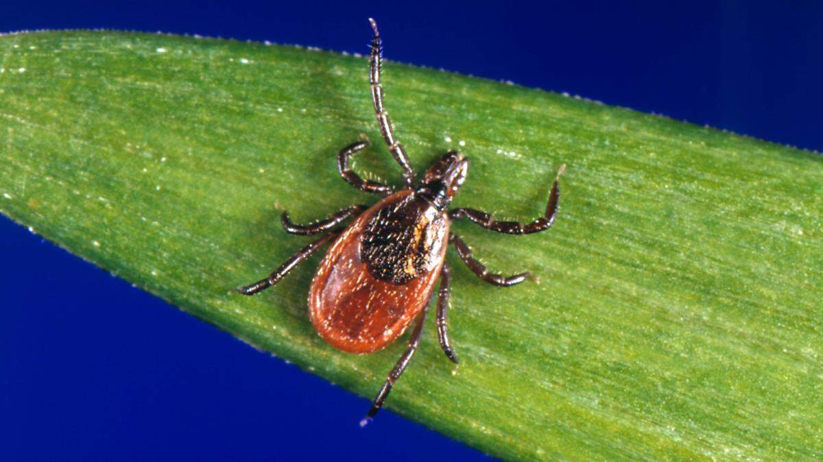 Ticks pose a serious danger in North Carolina. What to know.
