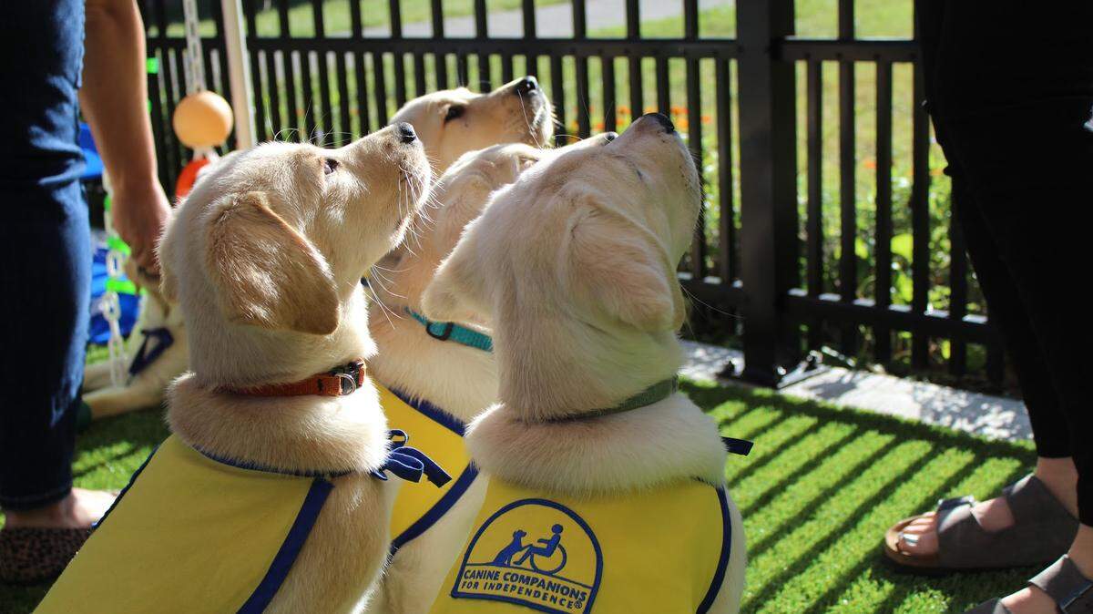 A Duke-led study found that dog puppies are innately able to understand and interact with humans due to the domestication hypothesis.