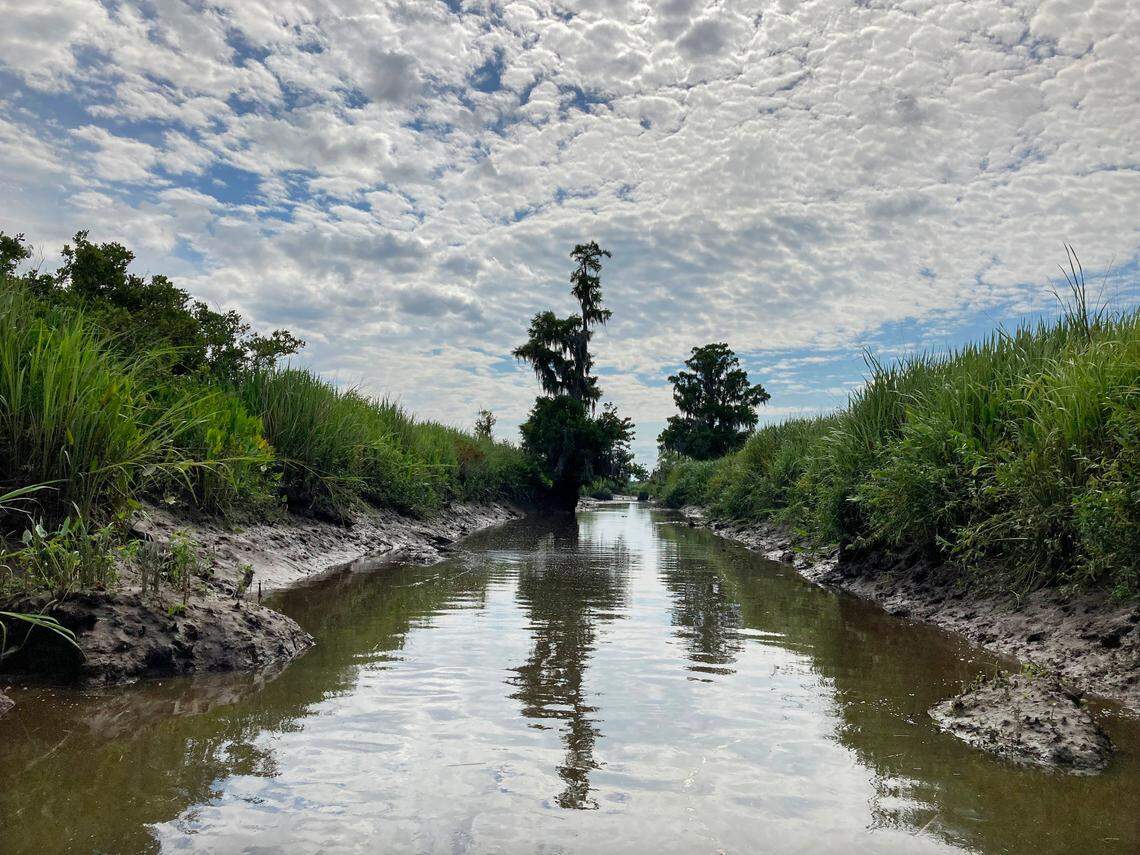 Tidal freshwater marshes, like this one, are found at the Savannah National Wildlife Refuge. Tidal freshwater marshes contain a wide array of wildlife. They are threatened by sea level rise.