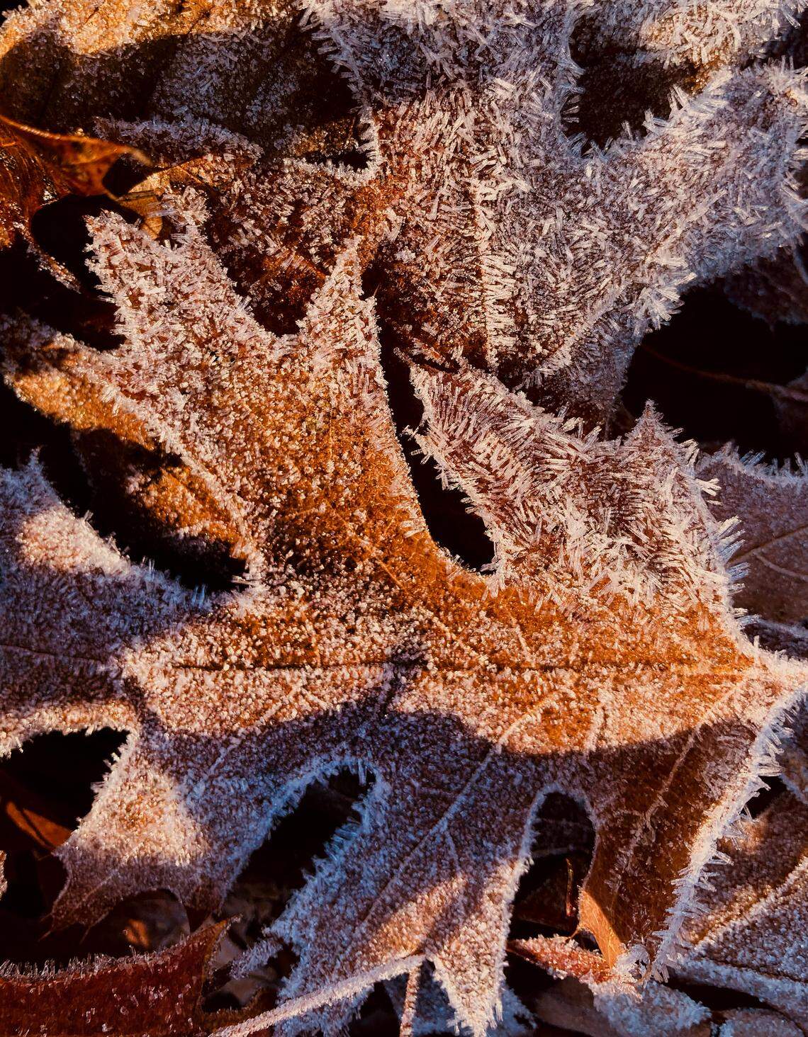 Early morning sunlight illuminates glistening Ice crystals glisten on fallen oak leaves in Cary. With the passing of the Winter Solstice, we’ll be seeing the angle of the sun getting higher in the sky and a little more sunlight each day.