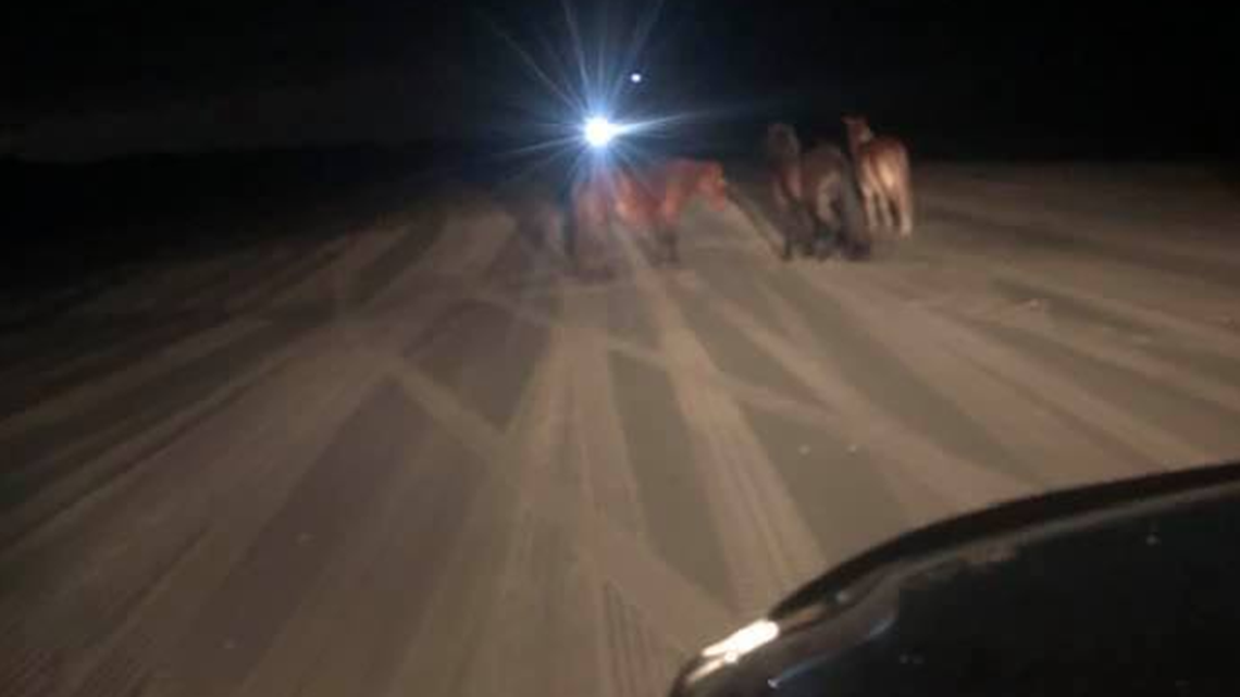The wild horses on the Outer Banks are sleeping on the beaches in January, something that is rare. It’s due to the warm weather.