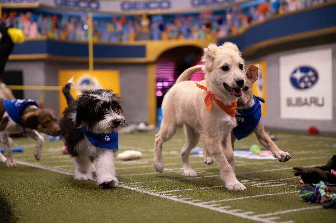 Puppies playing on the field for Puppy Bowl XVI, which airs Feb. 2, 2020, on Animal Planet.