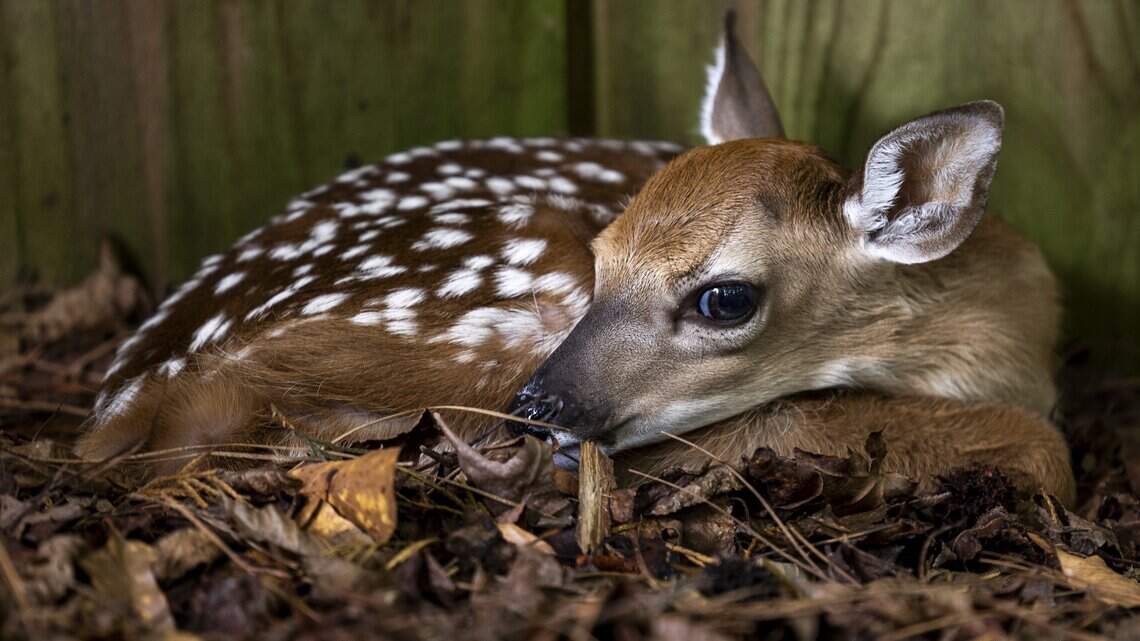 NC scientists are studying Triangle deer. Here's what they're finding out.