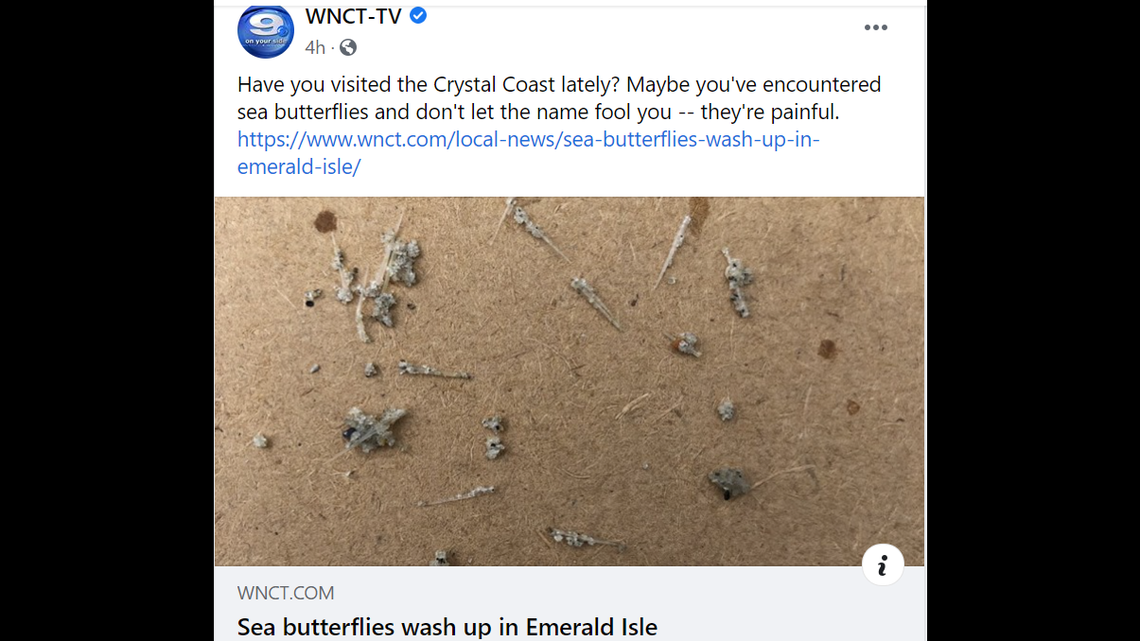 Sea butterflies have been seen in North Carolina, officials say.