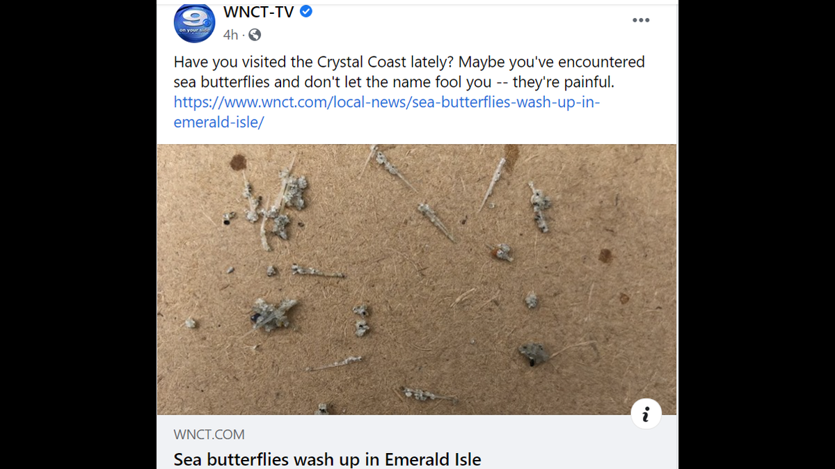 Sea butterflies have been seen in North Carolina, officials say.