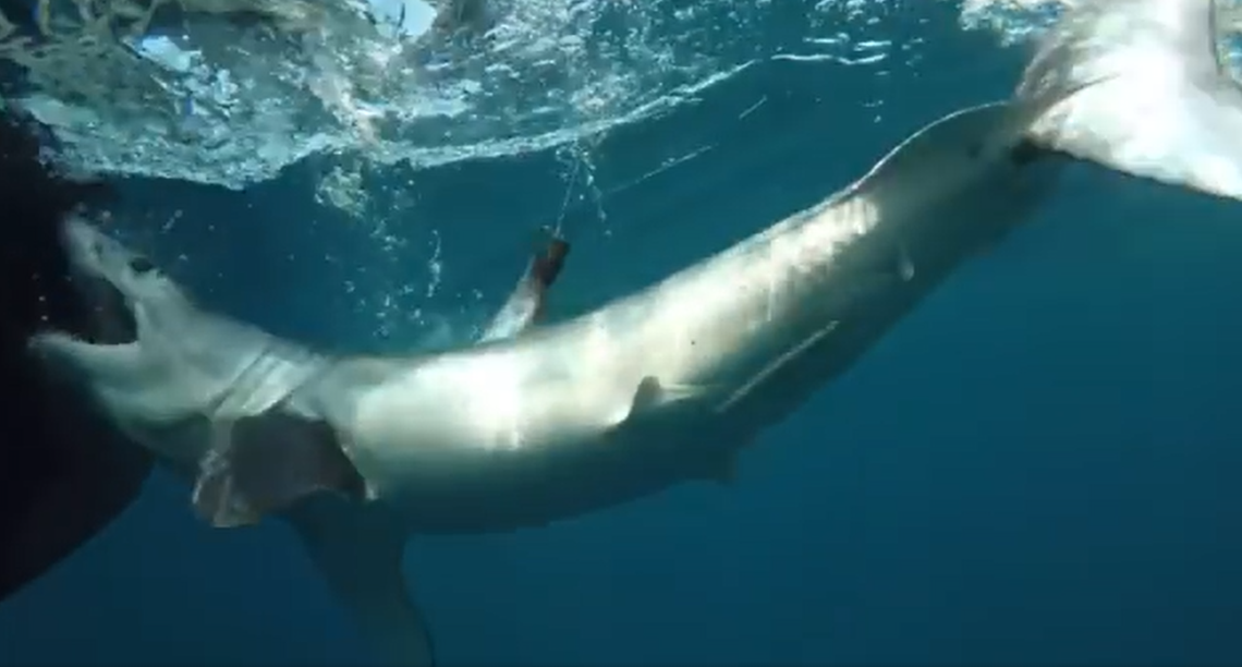This shows the moment the shark opened wide for a bite of boat off the Outer Banks.