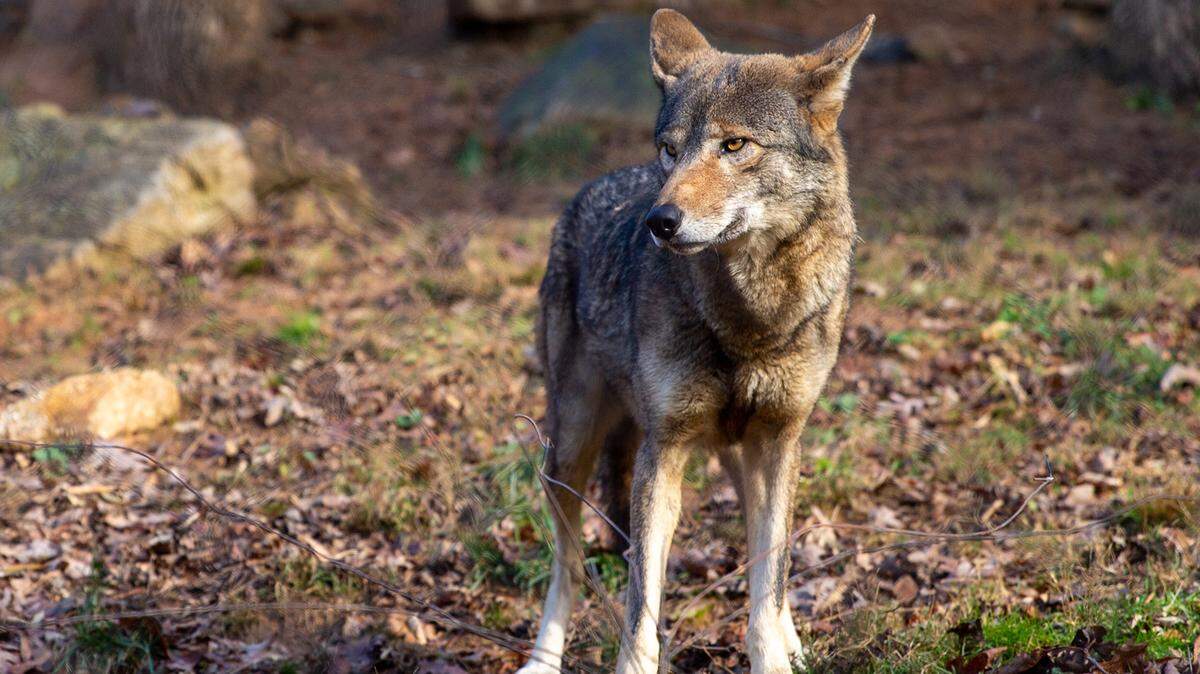 The red wolf population has dwindled to about 15 wolves in the wild.