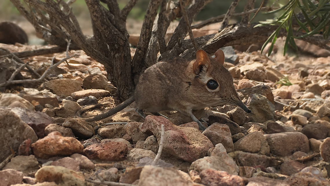 A North Carolina researcher was among those who “rediscovered” the Somali Sengi.