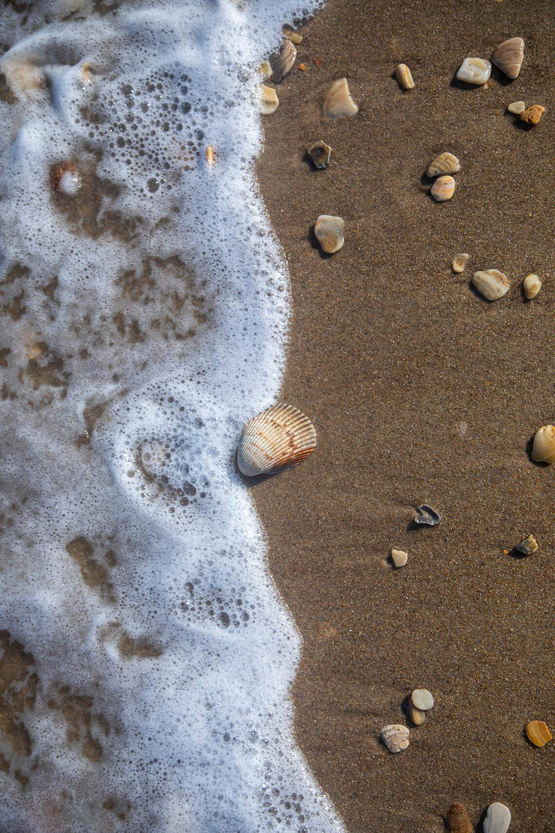 Seashells litter the shoreline of the Cape Hatteras National Seashore near the Cape Hatteras Lighthouse Thursday, May 19 2022.