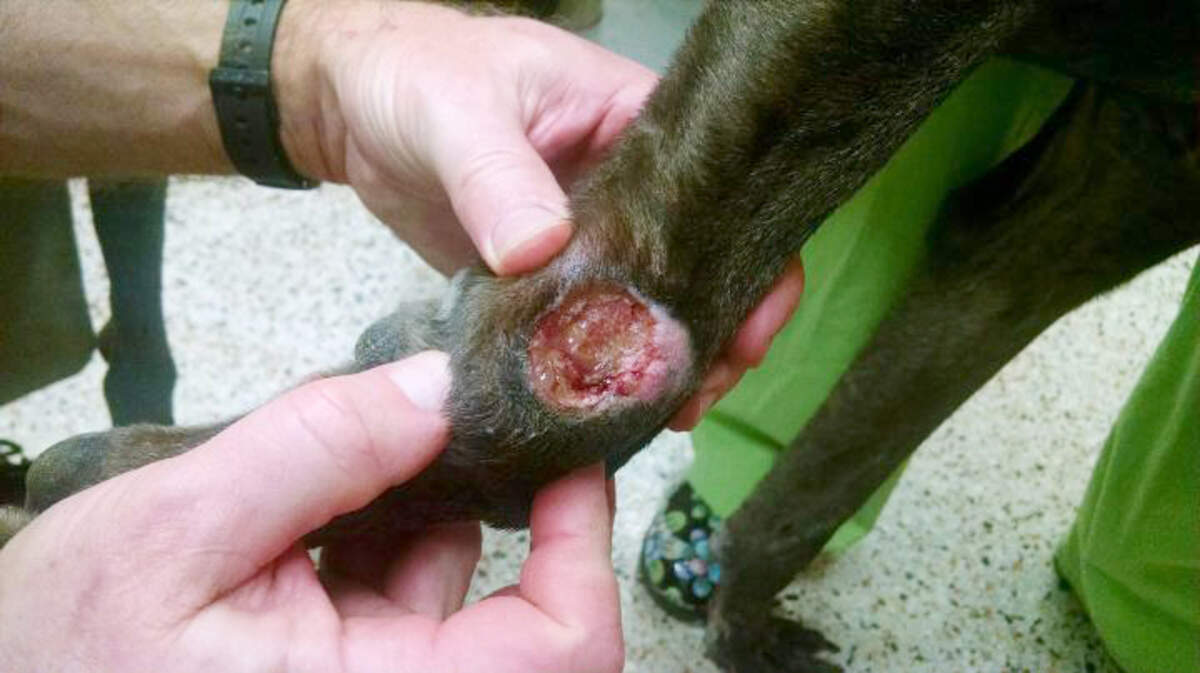 A large sore on the front leg of a Great Dane mentioned in a North Carolina notice of civil penalty and warning against Sampson County regarding its animal shelter, issued March 12, 2018.