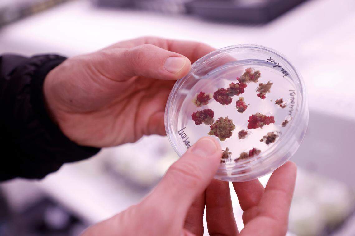 Matt DiLeo, vice president of product development at Elo Life Systems, holds a sample in the company’s growth chamber on Wednesday, March 8, 2023, in Durham, N.C.
