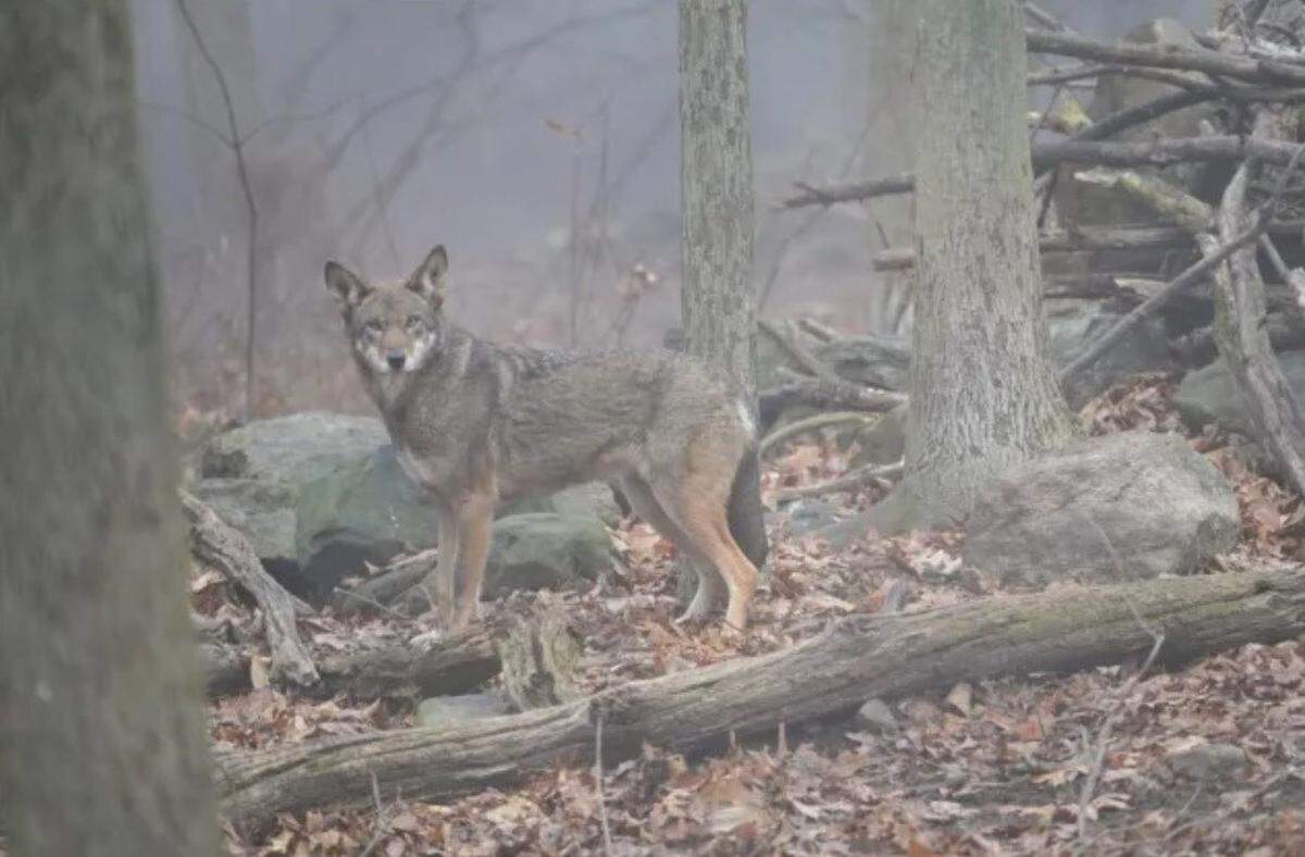 Martha, an endangered red wolf, recently moved to Durham’s Museum of Life and Science from a facility in New York. There are 290 red wolves in captivity and between 16 and 19 in the wild, with the wild population living on North Carolina’s Albemarle Peninsula.