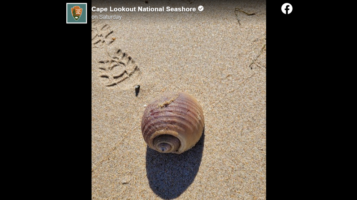 Giant tun shells are not often found on Outer Banks beaches, so the discovery is considered rare.