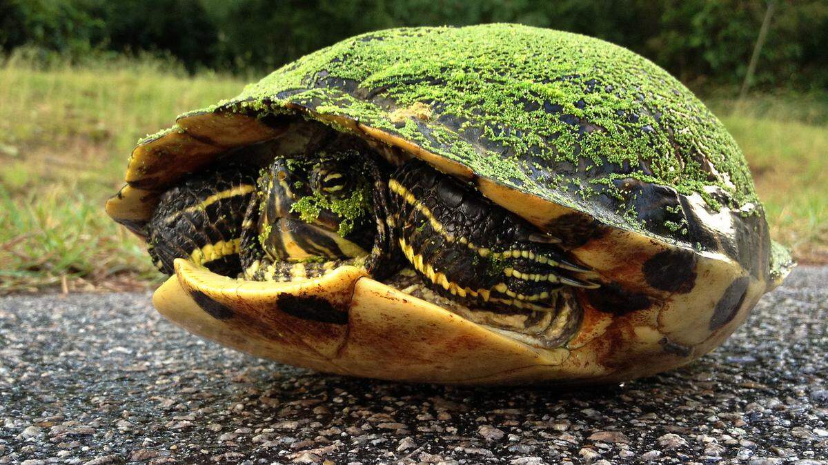 A turtle withdraws into its shell on a Wake County road.