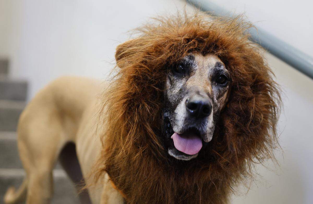 Maggie, a half Great Dane, half Rhodesian Ridgeback service dog, is dressed as a lion as she attends GalaxyCon Raleigh with her owner Clark Willis at the Raleigh Convention Center Sunday, July 27, 2025.
