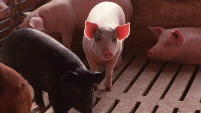A hog-farm lawsuit, a Klan rally and a spouse on trial — Today in Triangle History