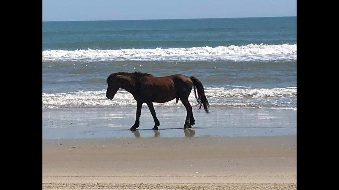 Francisco was killed early Monday, Aug. 11, on the Outer Banks and left behind a family of four mares and two colts, officials said.