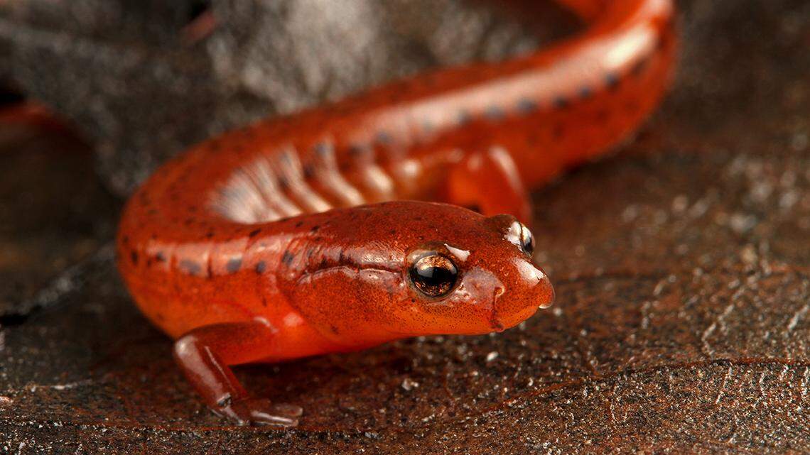 Sandhills Eurycea Salamander from Moore County, North Carolina