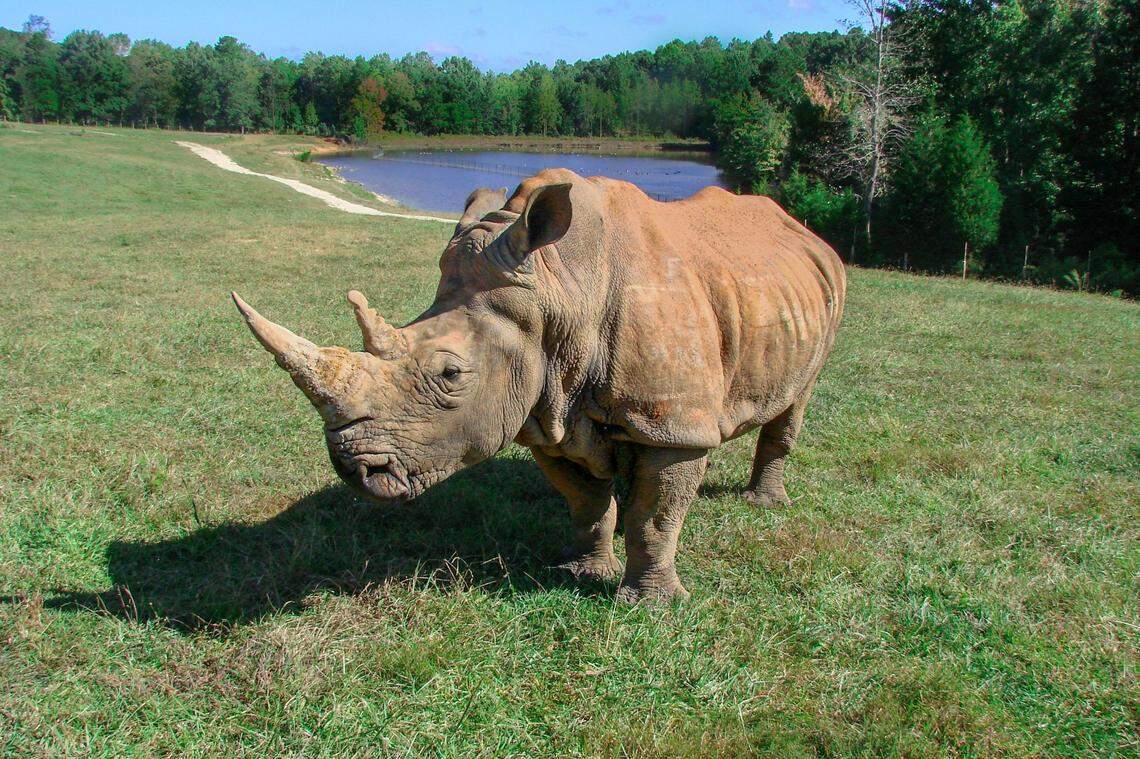 Olivia, a Southern white rhinoceros who was beloved at the North Carolina Zoo, has died at 54.