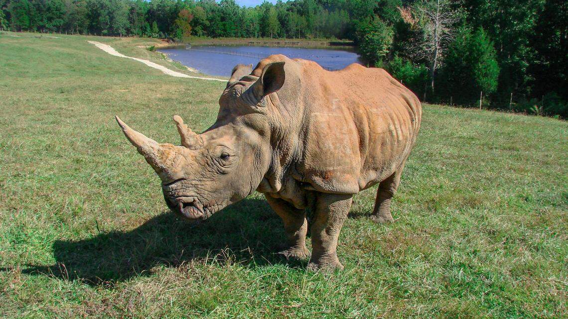 Olivia, a Southern white rhinoceros who was beloved at the North Carolina Zoo, has died at 54.
