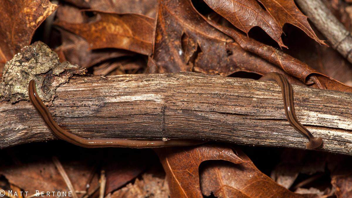 Bipalium kewense, a species of flatworm in North Carolina.