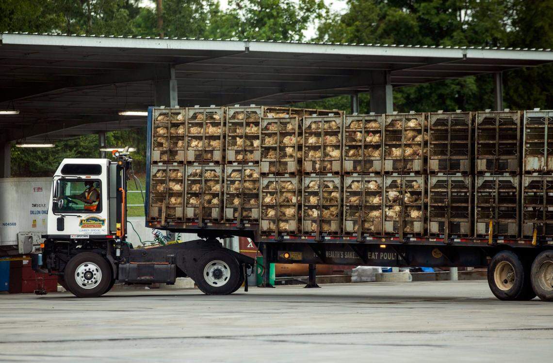 A truck carrying chickens backs into loading dock at Mountaire Farms, a poultry processing plant, on Monday, Aug. 3, 2020, in Siler City, N.C.