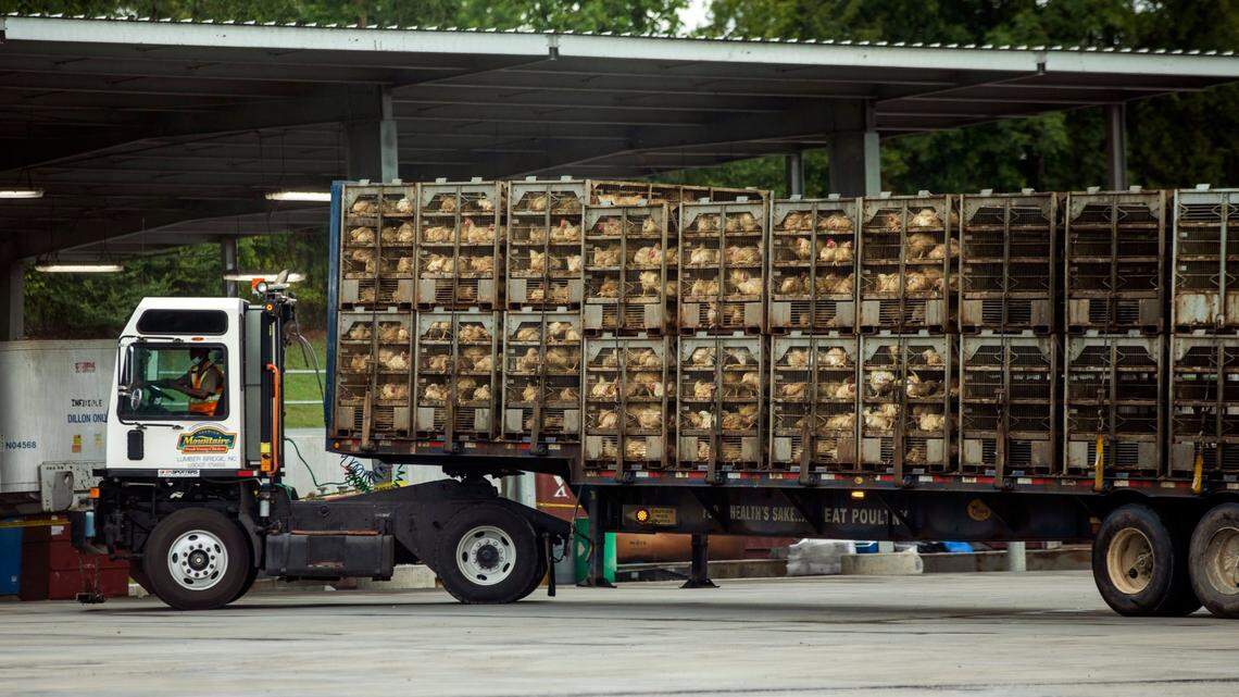A truck carrying chickens backs into loading dock at Mountaire Farms, a poultry processing plant, on Monday, Aug. 3, 2020, in Siler City, N.C.