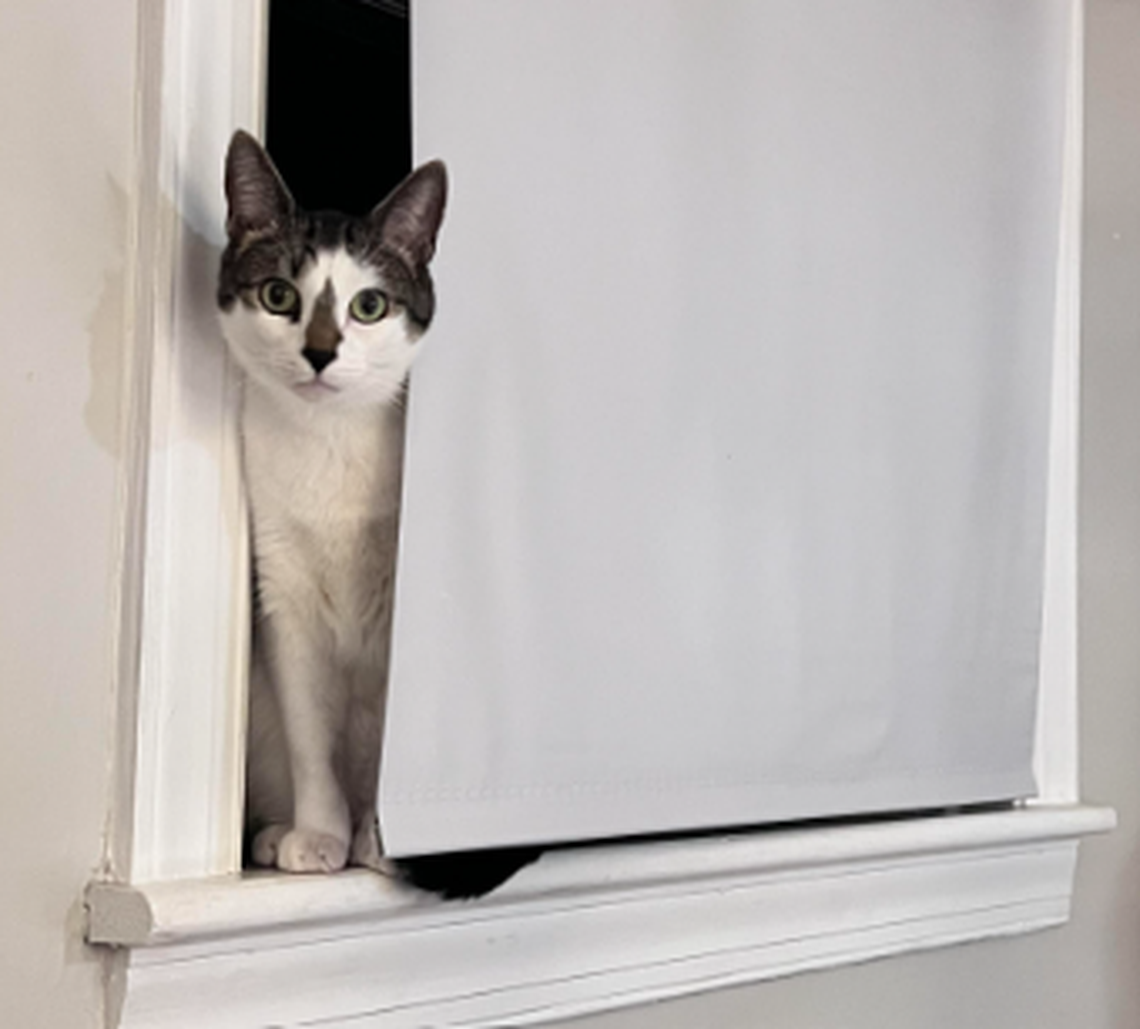 Fitz, one of the finalists in the News & Observer’s cutest cat contest.