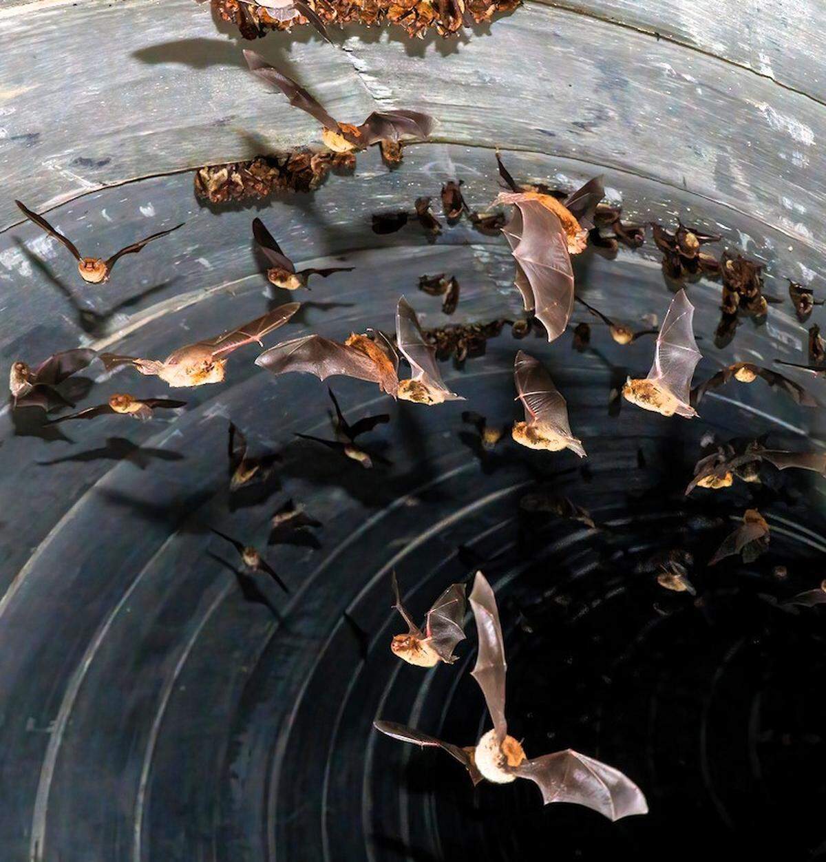Southeastern myotis bats are one of 17 species native to North Carolina and range from the central Piedmont to the coast. They live about 21 years, eating insects and being eaten by barred owls, snakes and other predators.